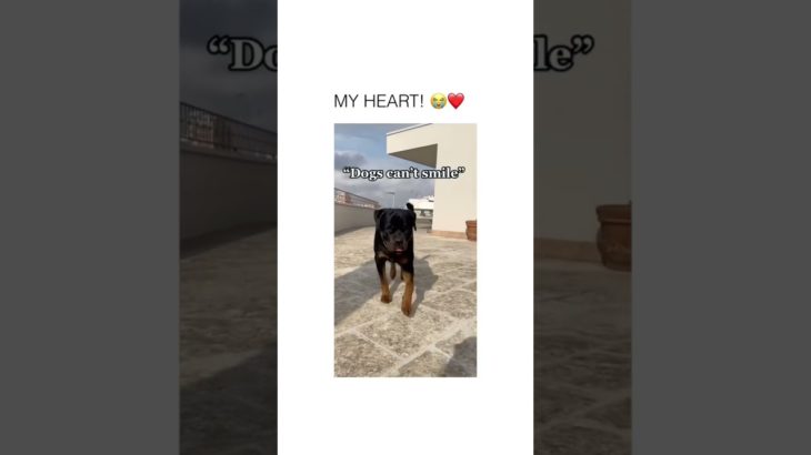 #funnydogs#cute#doglover#doglife#cure#dogshorts#pet#doglife#dogshorts