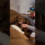 #funnydogs#cute#doglover#doglife#cure#dogshorts#pet#doglife#dogshorts