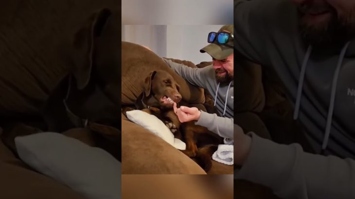 #funnydogs#cute#doglover#doglife#cure#dogshorts#pet#doglife#dogshorts