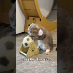 腹を空かせて待ってろ🥹　#猫　#fx かわいい　#ペット