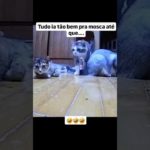 #gato #gatitos #gatos #cat #cats #catsofinstagram #catsoftiktok #pet #petlovers