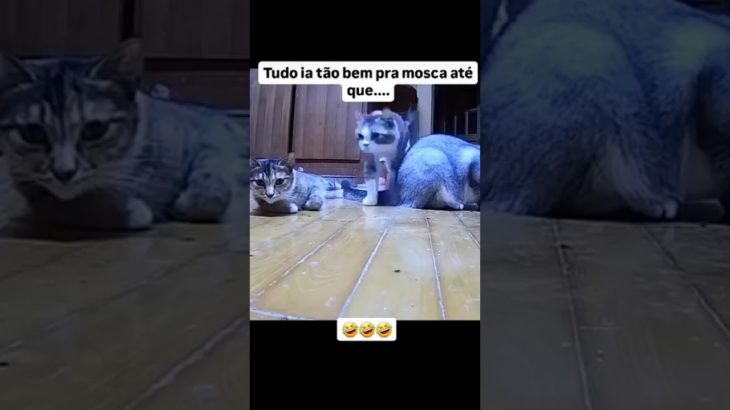 #gato #gatitos #gatos #cat #cats #catsofinstagram #catsoftiktok #pet #petlovers