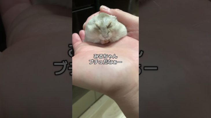 みるちゃん🐹#ハムスター #ハムスターのいる生活 #hamster #癒し #ペット #pets #かわいい #可愛い #ゆきみるチャンネル