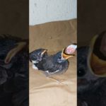 mynah#birds #pet #shortvideo #world#live#gift