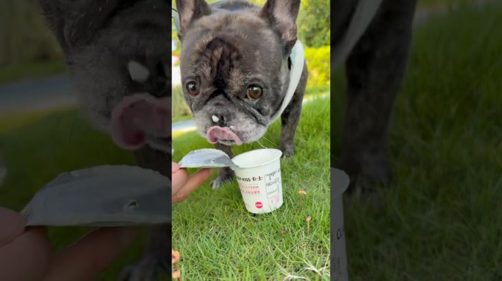 #ペット #狗狗 #犬 #犬のいる生活 #petdog #cute #寵物