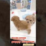 ワンワンショップパピーキングダム #仔犬 #可愛い #puppy #福岡ペットショップ #ぱぴきん #ビションプー