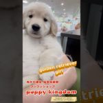 鬼かわ激安ワンワンショップ #仔犬 #可愛い #ゴールデンレトリバー #福岡ペットショップ #ぱぴきん #puppy