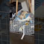 チワワの子犬 まめたの日常  #チワワ #癒し #可愛い #ペット #犬のいる生活 #puppy