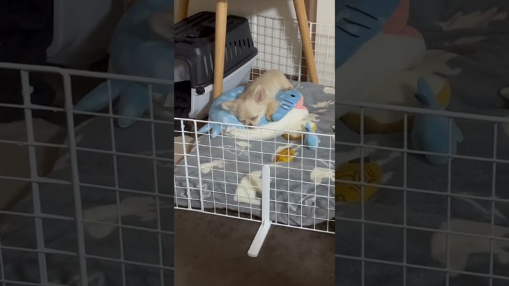 チワワの子犬 まめたの日常  #チワワ #癒し #可愛い #ペット #犬のいる生活 #puppy