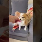 よくばりパピヨン　#puppy #家族 #ペット #子犬 #cute #shorts #犬