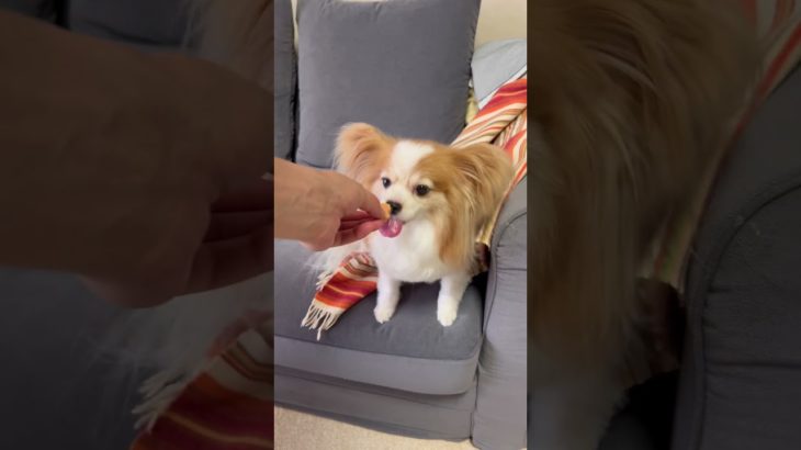 よくばりパピヨン　#puppy #家族 #ペット #子犬 #cute #shorts #犬