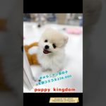激かわ激安ワンワンショップ #仔犬 #puppy #福岡ペットショップ #r可愛い #ポメラニアン #ぱぴきん