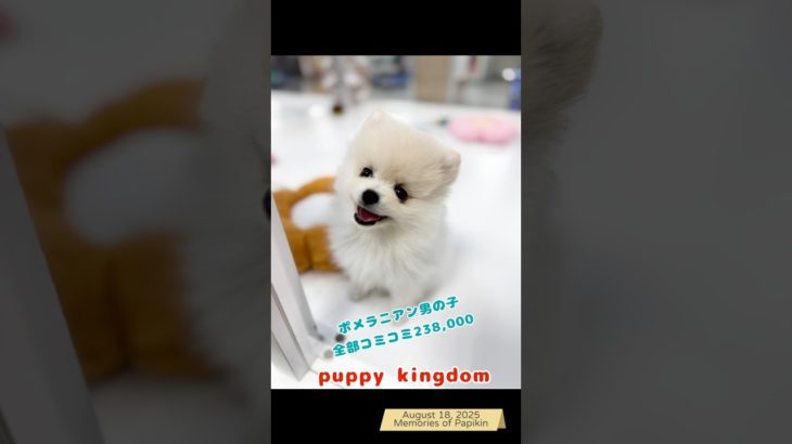 激かわ激安ワンワンショップ #仔犬 #puppy #福岡ペットショップ #r可愛い #ポメラニアン #ぱぴきん