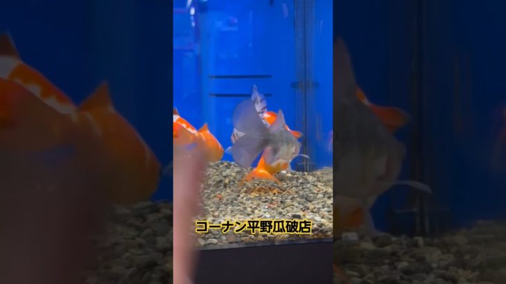 アクアコーナーより！ペットプラザ平野瓜破店#金魚#熱帯魚#コーナン#爬虫類 #rabbit #大阪#reptile#smallanimal#aqua#アクア#水草#shorts#アクアショップ