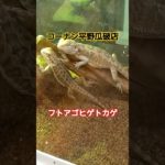 フトアゴヒゲトカゲのご紹介です😃#ペットプラザ平野瓜破店#爬虫類 #大阪#コーナン#reptile#reptiles##smallanimals#turtles#フトアゴヒゲトカゲ#爬虫類ショップ