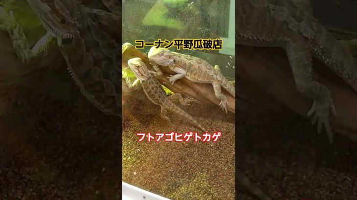 フトアゴヒゲトカゲのご紹介です😃#ペットプラザ平野瓜破店#爬虫類 #大阪#コーナン#reptile#reptiles##smallanimals#turtles#フトアゴヒゲトカゲ#爬虫類ショップ