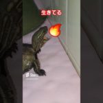 あと１００日の命？🐢💦#short#亀#ウンキュウ#ペット#人気 #turtle #癒し #爬虫類 #かめ#流行る#ウケる#面白い#楽しい#命#100日