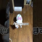 お二人さんねるよー！#チワワ #shorts #犬 #ペット #犬