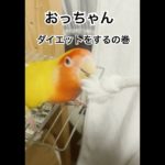 ダイエット！#shorts #文鳥　#コザクラインコ　#セキセイな日々
