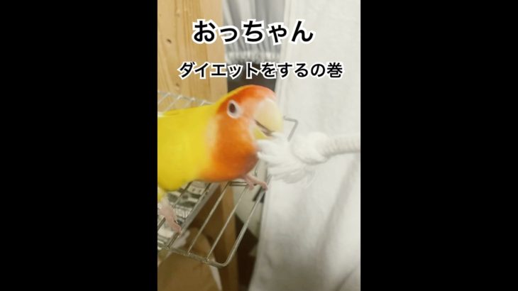 ダイエット！#shorts #文鳥　#コザクラインコ　#セキセイな日々