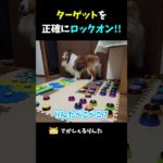 ターゲットを正確にロックオン！！【会話ボタンでしゃべる犬】 #shorts #犬