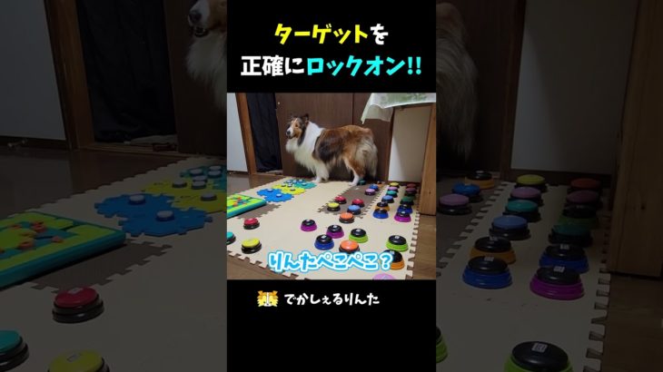 ターゲットを正確にロックオン！！【会話ボタンでしゃべる犬】 #shorts #犬