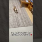 シャトルラン頑張るシーズー犬🐶#シーズー #犬 #shorts #わんこ#ペット #癒し #かわいい