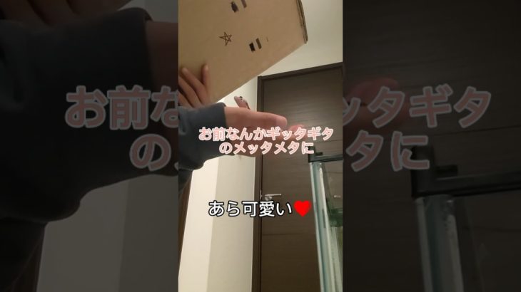 ペットのルームツアー前編 #shorts #柴犬 #爬虫類 #ルームツアー #ヒョウモントカゲモドキ #ペット #可愛い #前編