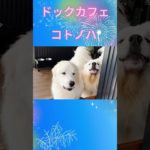 ペットと行けるドックカフェ　コトノハ 大阪府河南町 #shorts