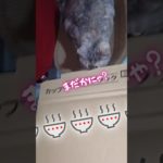 ラーメン🍜の箱で遊びスイッチなるか⁉️　前編　【ちゅ〜にゃんおんすて〜じ shorts-244】　