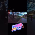 #フィッシャーズ#シルク#shorts