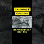 スーパーのウナギをペットにする #アクアリウム #鮮魚スーパー #水族館 #shorts #aquarium