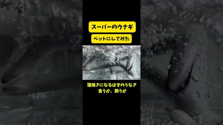スーパーのウナギをペットにする #アクアリウム #鮮魚スーパー #水族館 #shorts #aquarium