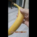 バナナの香りに誘われて　＃shorts  ＃ペット　＃かわいい　#bunny　 #うさぎ