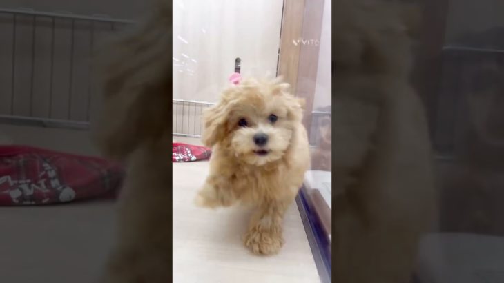 【マルプー】おとなしいと思いきや…#shorts #pets#dog#ペットショップ