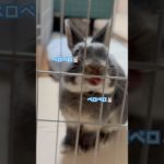 「あざとペロペロ🐰」#うさぎ #うさぎのいる暮らし #ネザーランドドワーフ #動物 #ペット #shorts #rabbit #animals