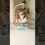 揺り籠に乗るちむちむ！＃shorts＃Pretty＃可愛い​＃ペット​＃癒し​＃チワワ＃いぬ＃dog＃Cute＃愛犬＃犬のいる生活＃雑貨＃おしゃれ
