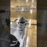 ホームセンターでペット専用カートを乗りこなすひつじ犬がこちら👇🏻 #shorts#dog#toypoodle #シルプー#トイプードル#いぬのいる生活#かわいい#癒し