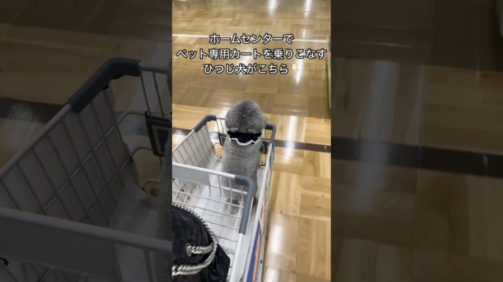 ホームセンターでペット専用カートを乗りこなすひつじ犬がこちら👇🏻 #shorts#dog#toypoodle #シルプー#トイプードル#いぬのいる生活#かわいい#癒し