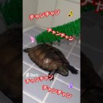 この曲何でしたっけ？🐢#short#亀#かめ#ウンキュウ#ペット#可愛い#流行る#バズる#turtle #爬虫類 #ダンス#歌#ウルトラソウル#面白い#楽しい#ウケる#質問