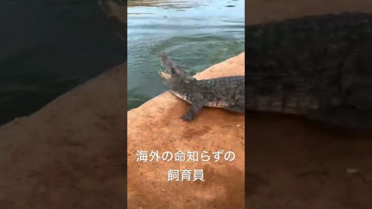 スーパーワニワニパニック#shortvideo #sports #おもしろ #動物 #ペット