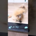 今日の鶴ヶ島店#ポメラニアン#shotrs #dog#こいぬ #子犬 #ペットショップ#鶴ヶ島