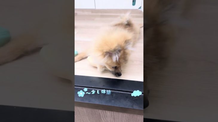 今日の鶴ヶ島店#ポメラニアン#shotrs #dog#こいぬ #子犬 #ペットショップ#鶴ヶ島