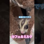 盗撮失敗 #フクロモモンガ  #sugarglider  #ペット #ペット動画  #可愛い  #かわいい  #cute