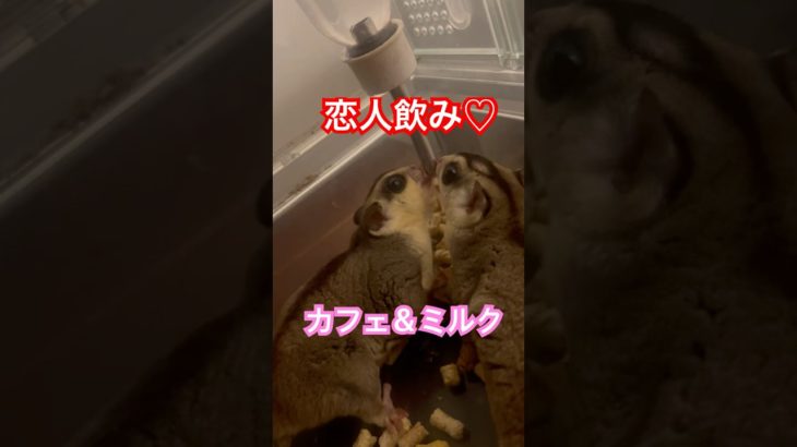 恋人飲みでごくごく♡ #フクロモモンガ  #sugarglider  #ペット #ペット動画  #可愛い  #かわいい  #cute