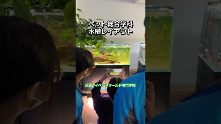【河原アイペットワールド専門学校】 ペット総合学科では水槽レイアウトコンテストに応募するために授業で写真撮影! #河原アイペットワールド専門学校 #専門学校 #ペット #tiktok