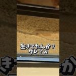 【隠れてた子】#セイブシシバナヘビ#爬虫類#へび＃ペット