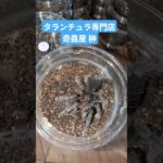 眉毛が可愛いタランチュラご飯 #爬虫類 #ペット #サントドミンゴスモールバリアント