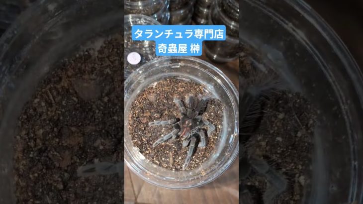 眉毛が可愛いタランチュラご飯 #爬虫類 #ペット #サントドミンゴスモールバリアント