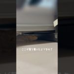 そこなんや…#フトアゴヒゲトカゲ #爬虫類 #ペット動画